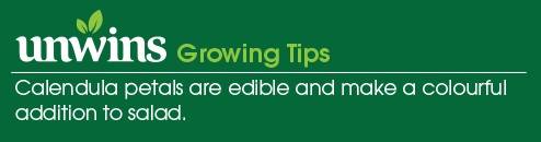 Calendula Needles and Pins Seeds Unwins Growing Tips